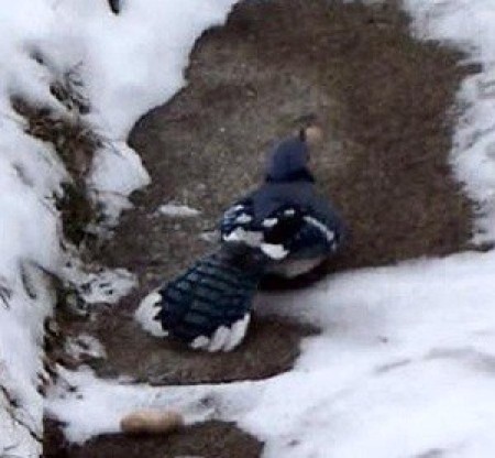 Blue Jay in the Snow