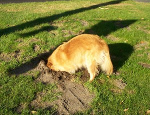 Dog with head in hole she has dug.