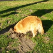 Dog with head in hole she has dug.