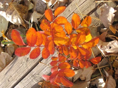 orange rose bush leaves