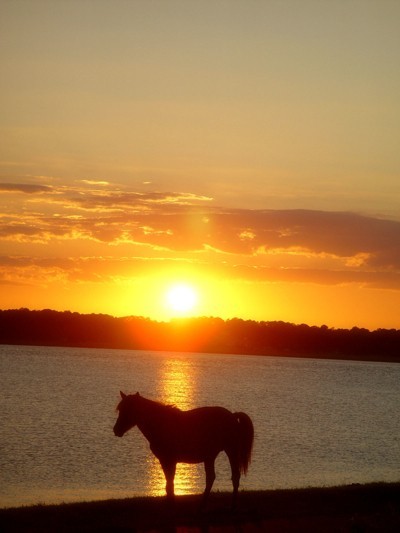 Sunset and Horse
