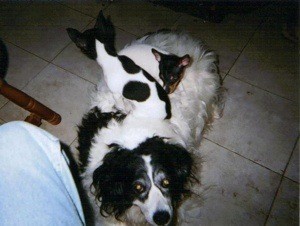 Two Fox Terriers sitting on her back.