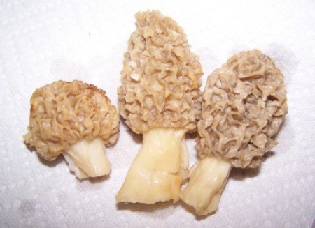 Morel Mushrooms