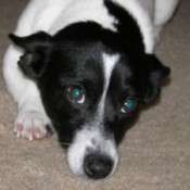 Jack Russell mix dog