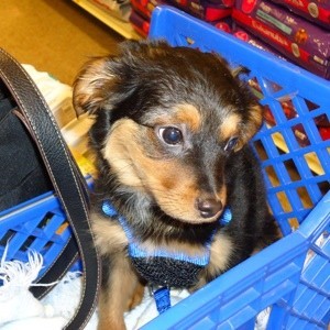 Black and tan puppy in grocery card.