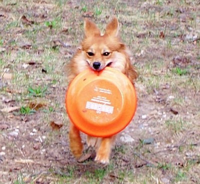 Baylor (Pomeranian/Australian Mix)