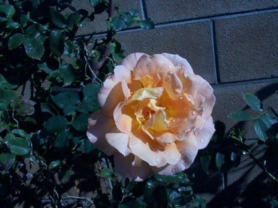 Peach colored rose fully opened.