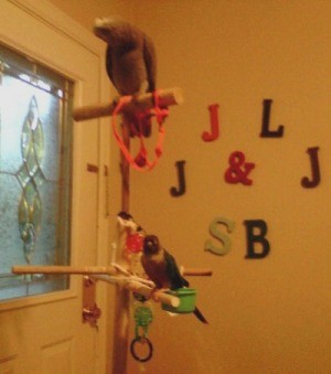 Homemade Bird Toys