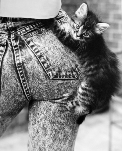 Kitten climbing up jeans.