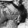 Kitten climbing up jeans.