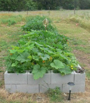 Raised Beds
With Concrete Blocks