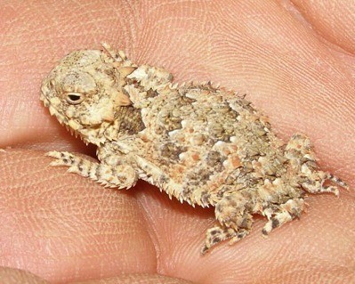 horned toad on palm of hand