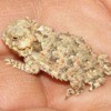horned toad on palm of hand