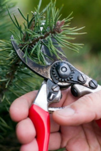 Pruning Your Evergreens