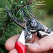 Pruning Your Evergreens
