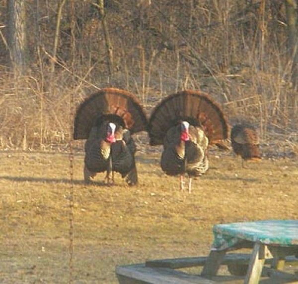 Two wild turkeys in a backyard.