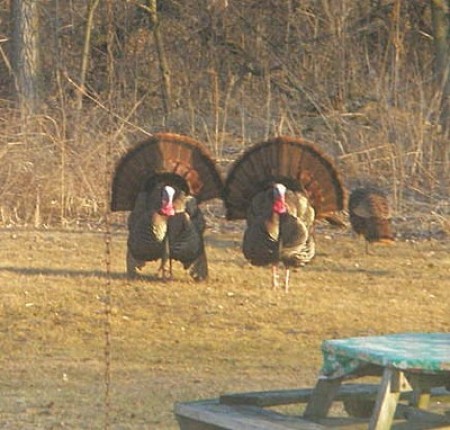 Two wild turkeys in a backyard.