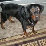 Black and brown dog with docked tail.