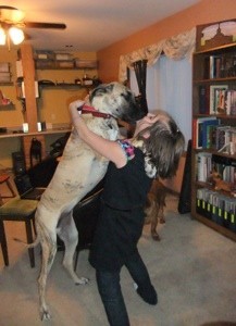 Great Dane standing on hind legs