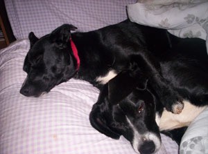 Chloe and Delilah (Jack Russell/Lab and Beagle/Lab)