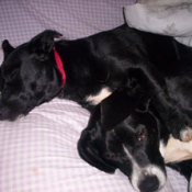 Chloe and Delilah (Jack Russell/Lab and Beagle/Lab)