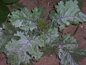 Red Russian Kale