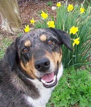 Closeup of Cooper in the garden.