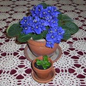 African Violets