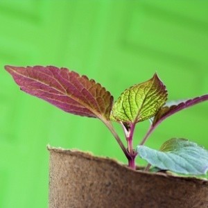 Tiny plant in peat pot