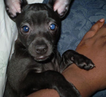 Small black dog.