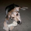 Tan, grey, and white puppy chewing on rawhide bone.