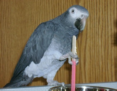 closeup of Grey Parrot holding a stick