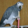 closeup of Grey Parrot holding a stick