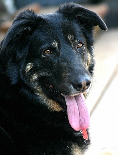 A cute dog with floppy ears.