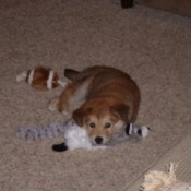 Puppy on floor with toy.