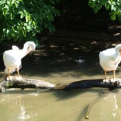 Two pelicans at the zoo.