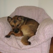 Brown dog with black muzzle.