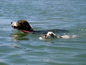 Barkley and Petey