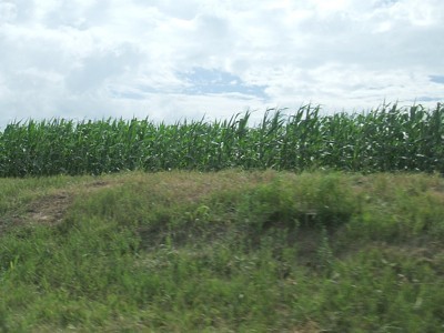 Cornfields