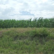 Cornfields