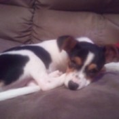 White dog with black and brown patches.