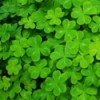 Shamrocks: The St. Patrick's Day Plant