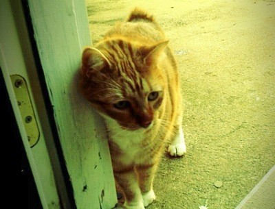 Cat rubbing on door frame.