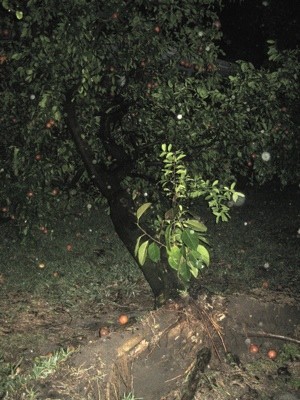 small orange tree