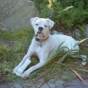 A white boxer laying in a garden bed.