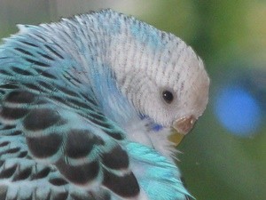 Closeup of Violet.