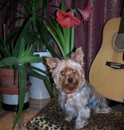 Princess 'ChaCha' (Yorkshire Terrier)