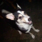Black, tan, and white dog.
