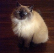 himalayan cat
