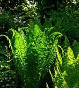 ferns in the garden